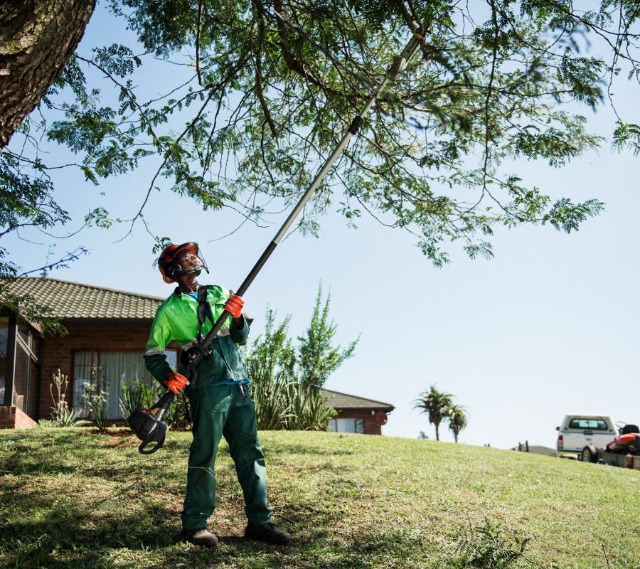 arborist cutting tree branches with pole saw